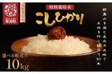 【2025年11月発送】 令和7年産 特別栽培米コシヒカリ 10kg 新米 先行予約 減農薬 特栽米 新潟県産コシヒカリ 新潟米 新発田産 新潟 米 させ農園 新潟県 新発田市 sase002_202511