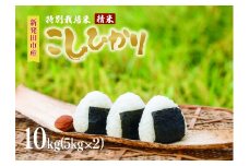 【2025年12月発送】 令和7年産 特別栽培米コシヒカリ 10kg 新米 先行予約 減農薬 特栽米 新潟県産コシヒカリ 新潟米 新発田産 新潟 米 させ農園 新潟県 新発田市 sase002_202512