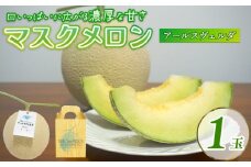【2025年9月中旬発送開始】 マスクメロン 1玉 メロン フルーツ ギフト 果物 夏 季節限定 甘い おいしい 贈り物 お取り寄せ 産地直送 新鮮 熟成 国産 スイーツ デザート ジューシー 贈答用 プレゼント 人気 お中元 数量限定 先行予約 新発田ファーム 新潟県 新発田市 shibatafarm005