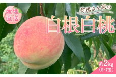 白桃 約2kg（5～7玉） 果物 もも モモ 白桃 甘い フルーツ 白根白桃 高橋農園  新潟県 新発田市