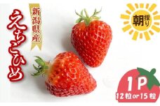 【先行予約】 いちご 越後姫 3L～2L 12粒 or 15粒 朝採り 当日発送 苺 イチゴ えちごひめ 朝どれ 朝摘み 生産者直送 農家 直送 数量限定 季節限定 期間限定 須貝いちご園 新潟 新発田 sugai001