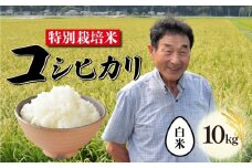【11月発送】 特別栽培米 コシヒカリ 白米 10kg 新潟 米 新潟県 こめ ご飯 ごはん おいしい こしひかり 新発田 新発田産 新潟産 朝食 昼食 夕飯 炊きたて 精米 success002_202511