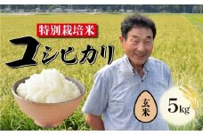 【11月発送 玄米】特別栽培米 コシヒカリ 玄米 5kg 新潟 米 新潟県 こめ ご飯 ごはん おいしい こしひかり 新発田 新発田産 新潟産 朝食 昼食 夕飯 炊きたて 精米 success005_202511