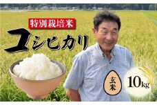 【12月発送 玄米】特別栽培米 コシヒカリ 玄米 10kg 新潟 米 新潟県 こめ ご飯 ごはん おいしい こしひかり 新発田 新発田産 新潟産 朝食 昼食 夕飯 炊きたて 精米 success006_202512