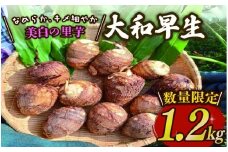 里芋 「大和早生 」 新鮮 採りたて 1.2kg 令和7年産 栽培期間中農薬不使用 希少さといも サトイモ 芋 イモ いも 特産品 野菜 つぐちゃん畑 新潟 新潟県 新発田産 新発田市 tsuguchan007