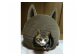 猫の入った状態