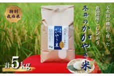 【数量限定】【令和7年産】 特別栽培米 魚沼産コシヒカリ「冬井のかがやき米」 5kg(5kg×1袋) アスカ冬井 【0002-0149-02】