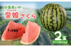 【先行予約】 愛娘さくら 小千谷市産 小玉スイカ 2玉 農園ビギン 【0002-0047-01】