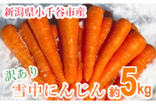 【訳あり】 産地直送 雪中にんじん(ひとみ五寸人参) 約5kg K-farm 【0002-0298-01】