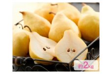 【2024年】新潟県産 幻の洋梨ル・レクチェ 約2kg《2024年11月下旬～配送予定》 果物 フルーツ 冬の味覚 産地直送 加茂市 えちご中越農業協同組合