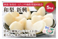 【2025年先行予約】「天果糖逸（てんかとういつ）」新潟県産和梨 新興 約5kg（6～8玉）《10月下旬～配送予定》 しんこう 果物 フルーツ 冬の味覚 産地直送 加茂市 えちご中越農業協同組合