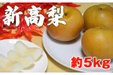 新潟県産和梨 新高 約5kg《10月中旬以降配送予定》にいたか 果物 フルーツギフト 秋の味覚 産地直送 加茂市 西村農園