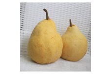 【2024年】新潟特産 幻の洋梨ル・レクチェ 約2kg 《11月下旬以降配送》 果物 フルーツギフト 冬の味覚 産地直送 加茂市 西村農園