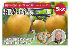 【2024年】和梨 新興 約5kg（約7～10個）フルーツギフト《11月上旬～お届け》冬の味覚 産地直送加茂市 山伴しなの川フルーツガーデン