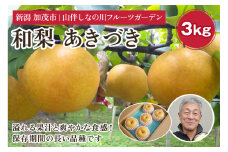 和梨 あきづき 約3kg（約4～7個）フルーツギフト《9月下旬～お届け》冬の味覚 産地直送加茂市 山伴しなの川フルーツガーデン