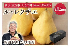 【2024年】新潟特産 幻の洋梨 ル・レクチェ 約1.5kg 【青秀品】 《11月下旬～お届け》 果物 フルーツギフト 冬の味覚 産地直送 加茂市 山伴しなの川フルーツガーデン