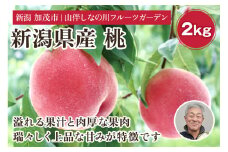 新潟県産 桃 約2kg（約6～8個）フルーツギフト《7月中旬～お届け》夏の味覚 産地直送 加茂市 山伴しなの川フルーツガーデン