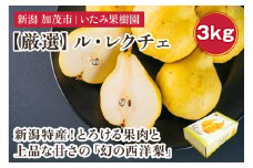 【2024年】新潟特産 幻の洋梨ル・レクチェ 厳選プレミアム 約3kg （7～11玉） 《11月下旬以降、順次発送》 令和5年新潟県ル・レクチェ果実品評会「県知事賞」   果物 フルーツギフト 冬の味覚 産地直送 加茂市 いたみ果樹園