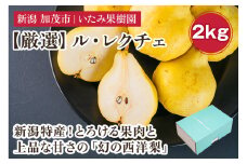 【2024年】新潟特産 幻の洋梨ル・レクチェ 厳選プレミアム 約2kg （5～7玉） 《11月下旬以降、順次発送》 令和5年新潟県ル・レクチェ果実品評会「県知事賞」  果物 フルーツギフト 贈答 冬の味覚 産地直送 加茂市 いたみ果樹園