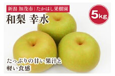 【2025年先行予約】たかはし果樹園 謹製 新潟県産和梨 幸水 約5kg《8月中旬以降配送》こうすい 果物 フルーツギフト 秋の味覚 産地直送 加茂市 たかはし果樹園