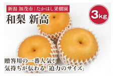 【2025年先行予約】たかはし果樹園 謹製 新潟県産和梨 新高 約3kg 《10月上旬以降配送》にいたか 果物 フルーツギフト 秋の味覚 産地直送 加茂市 たかはし果樹園