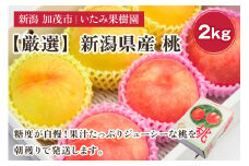 【2025年先行予約】新潟県産 厳選旬のもも 約2kg（1品種） 《7月下旬～8月下旬配送予定》 果物 フルーツ 桃 加茂市 いたみ果樹園