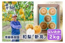 【2025年先行予約】青柳果樹園の和梨 新高 2kg(3～5玉)《10月上旬から出荷》にいたか フルーツギフト 加茂市 青柳果樹園