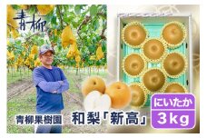 【2025年先行予約】青柳果樹園の和梨 新高 3kg (4～6玉)《10月上旬から出荷》にいたか フルーツギフト 加茂市 青柳果樹園