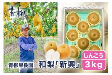 【2025年先行予約】青柳果樹園の和梨 新興 3kg (4～6玉)《11月上旬から出荷》しんこう フルーツギフト 加茂市 青柳果樹園