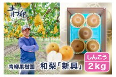 【2025年先行予約】青柳果樹園の和梨 新興 2kg (3～5玉)《11月上旬から出荷》しんこう フルーツギフト 加茂市 青柳果樹園