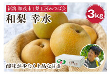 【2025年先行予約】新潟県産 和梨 幸水 3Kg（7～11玉） 《8月中旬以降発送》こうすい 果物 フルーツギフト 秋の味覚 加茂市 梨工房みつば会
