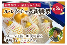【2024年】新潟特産 幻の洋梨ル・レクチェ＆新興梨 詰合せセット 約3Kg （ル・レクチェ：5玉　新興梨：3玉） 《11月下旬以降発送》しんこう 果物 フルーツギフト 秋の味覚 加茂市 梨工房みつば会