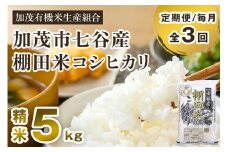 【令和7年産新米先行予約】【定期便3回毎月お届け】七谷産 棚田米 コシヒカリ 精米 5kg 《10月中旬から順次出荷》 白米 加茂有機米生産組合 新潟県 加茂市産 白米 米 お米 定期便