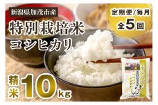 【令和6年産米】【定期便5ヶ月毎月お届け】特別栽培米 コシヒカリ 精米 10kg（5kg×2）白米 従来品種コシヒカリ 加茂有機米生産組合 新潟県 加茂市産 白米 米 お米 定期便