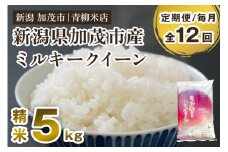 【令和6年産米】【定期便12ヶ月毎月お届け】新潟県央地区 ミルキークイーン 精米5kg 新潟米 新潟産 お米  白米 加茂市 青柳米店