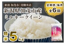 【令和6年産米】【定期便6ヶ月毎月お届け】新潟県央地区 ミルキークイーン 精米5kg 新潟米 新潟産 お米  白米 加茂市 青柳米店