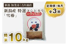 【定期便3回毎月お届け】特選コシヒカリ「雪椿」精米10kg 白米 お米 米 加茂市 お米の専門店 古川商店 新潟県産 定期便