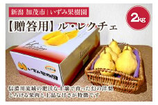 【2024年】【贈答用】西洋梨 ル・レクチェ 約2㎏（5～7玉）《11月下旬以降発送》幻の洋梨 フルーツ 贈答 冬の味覚 加茂市 いずみ果樹園