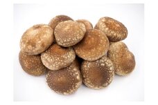 加茂市の生しいたけ 約600g（12～16個）《11月上旬以降発送》青木農園で栽培された椎茸 きのこ 秋の味覚 加茂市 マルダイ有本商店