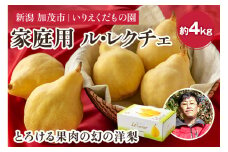 【2024年】【家庭用】 幻の洋梨 ル・レクチェ 約4㎏ （9～14玉） 《11月下旬以降発送》 西洋梨 フルーツ 新潟の冬の味覚 加茂市 いりえくだもの園