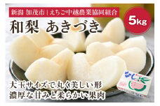 【2025年先行予約】「天果糖逸（てんかとういつ）」 新潟県産和梨 あきづき 約5kg（8～10玉）《9月中旬〜配送予定》 果物 フルーツ 冬の味覚 産地直送 加茂市 えちご中越農業協同組合