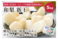 【2025年先行予約】「天果糖逸（てんかとういつ）」 新潟県産和梨 新王 約5kg（8～10玉）《9月中旬〜配送予定》 しんおう 果物 フルーツ 冬の味覚 産地直送 加茂市 えちご中越農業協同組合