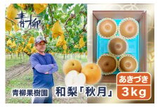 【2025年先行予約】青柳果樹園の和梨 秋月 3kg（4～6玉）《9月中旬から出荷》  果物 あきづき フルーツギフト 加茂市 青柳果樹園