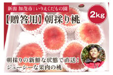 【贈答用】朝採り桃 約2kg （6〜8玉） 《7月下旬より順次発送》 新潟県産 果汁たっぷりの新鮮な桃 朝採り発送 産地直送 果物 フルーツ 加茂市 いりえくだもの園 