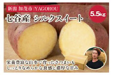 【新潟県加茂市七谷産】シルクスイート 5.5kg（M〜LLサイズ）さつまいも《11月中旬〜順次発送》人気品種 しっとり食感と濃厚な甘み 低温熟成  蒸し芋や焼き芋、スイートポテトなどのスイーツに 加茂市 YAGOROU ヤゴロウ