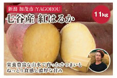 【新潟県加茂市七谷産】紅はるか 11kg（M〜LLサイズ）さつまいも《11月中旬〜順次発送》人気品種 ねっとり食感と濃厚な甘み 低温熟成  スイートポテトや大学芋、焼き芋に 加茂市 YAGOROU ヤゴロウ