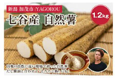 【新潟県加茂市七谷産】自然薯 1.2kg 《11月中旬〜順次発送》じねんじょ 山芋 とろろかけご飯 豊かな山水で育った自然薯 加茂市 YAGOROU ヤゴロウ
