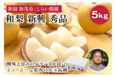 【2025年先行予約】しらい農園の和梨 新興 秀品5kg（6〜16玉）《10月下旬から順次発送》 果実 フルーツ 贈答 ギフト  甘くてジューシーな梨 なし 新興 しんこう 加茂市 しらい農園