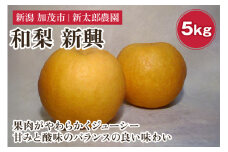 【2025年先行予約】和梨 新興 5kg（7～10玉） 《10月下旬から順次発送》 果物 フルーツ 梨 和梨 デザート 加茂市  新太郎農園