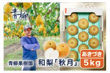【2025年先行予約】青柳果樹園の和梨 あきづき 5kg(9〜13玉)《9月中旬から出荷》  果物 フルーツギフト 加茂市 青柳果樹園